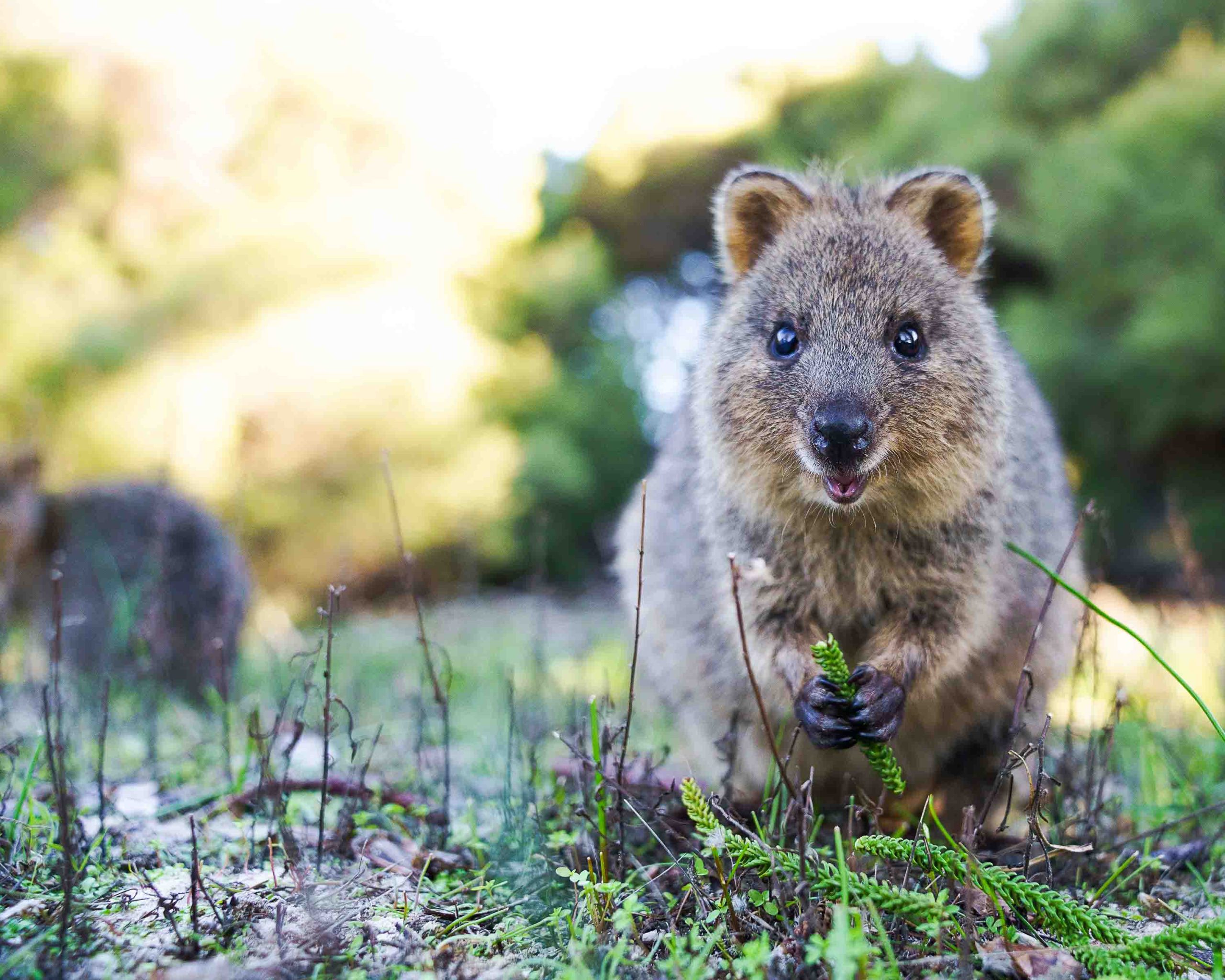 Rottnest Island
